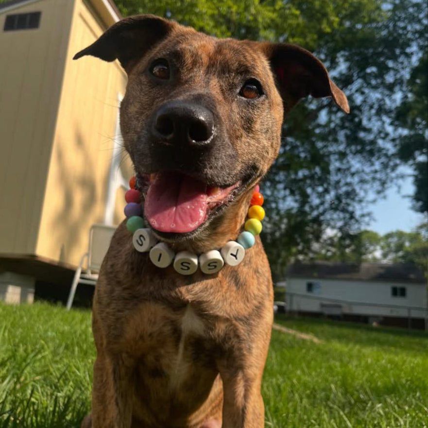 Collar Size -Dog Collar + Free Matching Bracelet