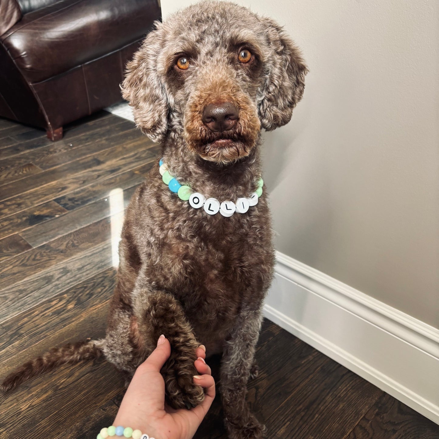 Collar Size -Dog Collar + Free Matching Bracelet