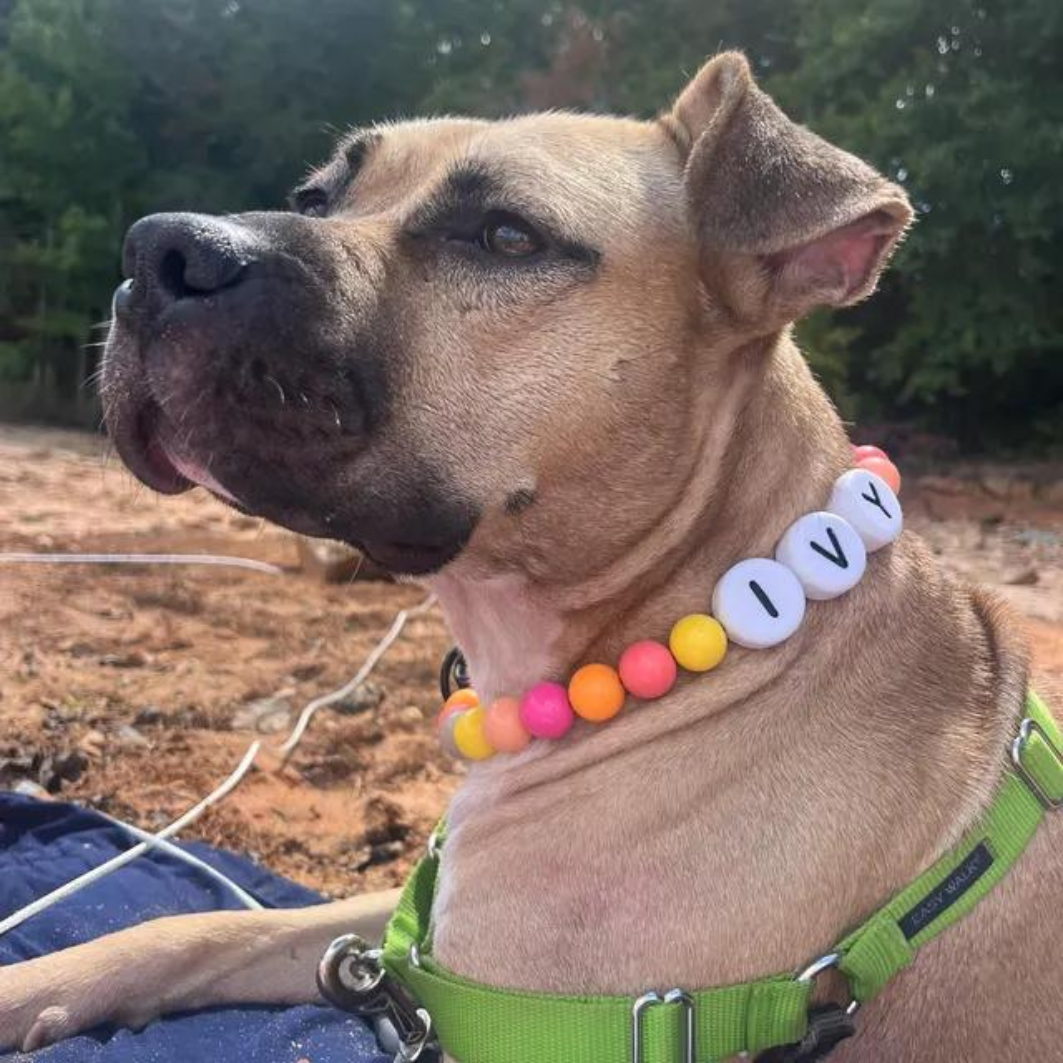 Collar Size -Dog Collar + Free Matching Bracelet